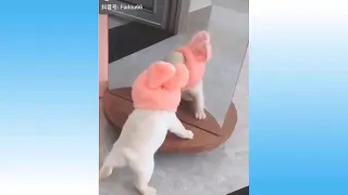 Top Funny Cat Videos of The Weekly   TRY NOT TO LAUGH #108 - Pets Lover