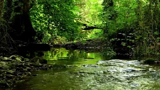 8 HOURS OF NIGHTINGALE BIRDSONG BY THE STREAM,  RELAXING NATURE SOUNDS FOR SLEEP, WHITE NOISE