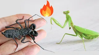 斷臂大俠楊過螳螂 VS 鞭蠍王，warrior Mantis VS Whip scorpion