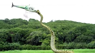 TOP 10 Serpientes Más Grandes Del Mundo