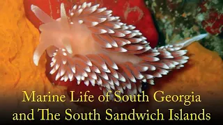 Marine Life of South Georgia and The South Sandwich Islands