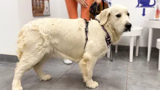 Cutest Golden Retriever Puppy is Confused by a Visit to the Vet