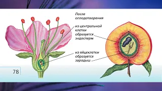 "Отдел Покрытосеменные (Цветковые) растения", Биология 7 класс, Сивоглазов