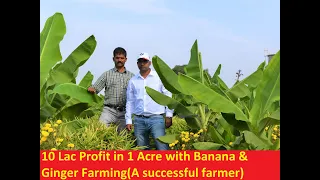 Banana Farming With Ginger in one Acre and profit 10 Lac