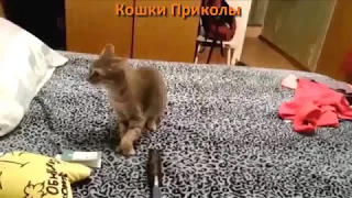 КОШКИ ПРИКОЛЫ  СМЕШНЫЕ КОТЫ И КОШКИ 2017 ПРИКОЛЫ С КОТАМИ И КОШКАМИ 2