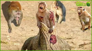 30 Moment Dire! Giant Komodo Dragon Attacks Monkey Too Brutal | Monkey K.illers