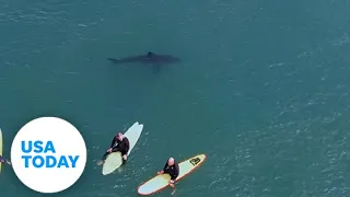 Great white sharks peacefully share the waves with a group of surfers | USA TODAY