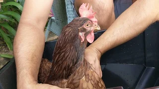 Eggbound Hen Treatment