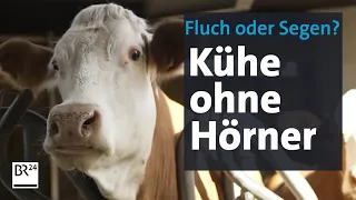 Viehzüchtung: Hornlose Kühe – Fluch oder Segen? | Abendschau | BR24