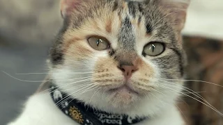 The Science of Meow: Study to Look at How Cats Talk | National Geographic