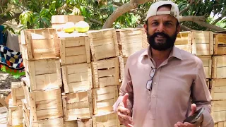 Mango Farm Tour | Mirpur Khas