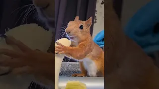 Белка обожает банан!!!! 🍌 Squirrel loves banana