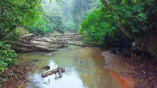 Asian small-clawed otter | Aonyx cinereus | short documentary| iucn red list | wildlife camera traps