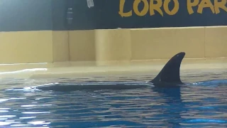 Introducing again Tekoa - October 30, 2016 - Loro Parque, Spain