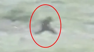 Lady Films "REAL MASSIVE BIGFOOT" Sighting Caught On Video