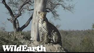 WildEarth - Sunrise  Safari - 16 Aug 2022