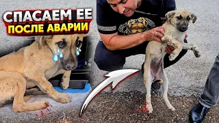 Щенка ВЫКИНУЛИ на улицу и через 2 часа ее СБИЛА машина😱