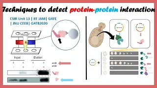 protrin protein interaction ( CSIR NET | IIT JAM | GATB2020 | GATE LS )