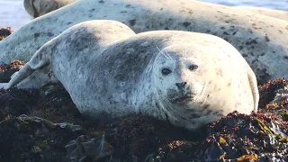 Harbor seals in San Simeon in April 2021- Special Edition | California Wildlife