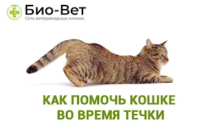 Течка У Кошек 😻 // Как Помочь Кошке Во Время Течки // Сеть Ветклиник Био-Вет