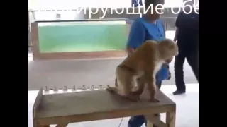 Шокирующие обезьяны. Просто нереально. Прикол    Funny animals