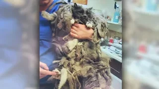 Ditched cat with seriously matted fur gets adopted after much-needed shave