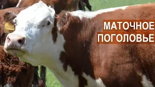 Мясной скот - Герефорды. Маточное поголовье. КФХ Колесниковых.