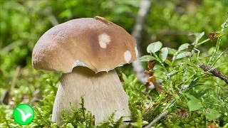 ГРИБЫ – польза и вред! Кому нельзя есть грибы? КАК нужно есть грибы?