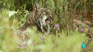 Los habitantes ocultos de Sierra Morena | Grandes Documentales