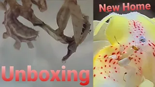 DEVIL Mantis Unboxing (Plus Orchid Mantis New Home)
