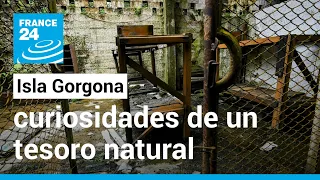 Isla Gorgona, curiosidades de un tesoro natural que emergió del terror en Colombia