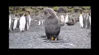 Fur seals sexually assault king penguins
