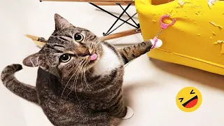 New Funny Animals 🐢 Funniest Cats and Dogs Videos 🐷🐈‍⬛ #37