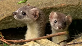 Stoat Kits Play in My Garden | Discover Wildlife | Robert E Fuller