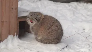 Котенок манулов вышел погулять. 28.12.2022