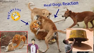 Fake Big Lion Prank Dog So Funny Can Not Stop Laugh Must Watch New Funny Prank Video 2023