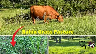 Bahia Grass Pasture | Regenerative Ranching