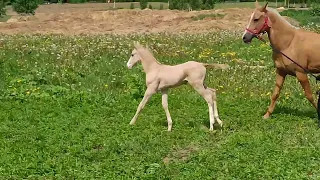 Akhalteke palomino horses colt Coruscant  2023 y.b. and dam Kanela Celestial