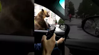 Медведь в коляске от мотоцикла(жжет)