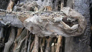 Вирощування шиітаке на сухих пнях
