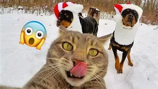Funny Cats and Dogs Videos -BEST ANIMAL COMPILATION -2-