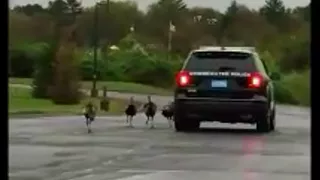 Wild turkeys chase police car