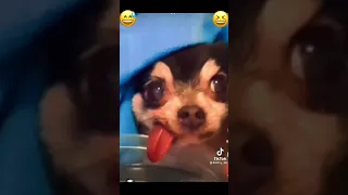 Собака на раслабоне пьёт воду