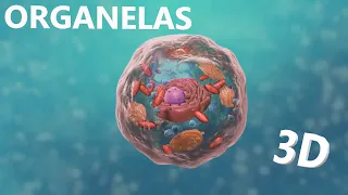 Organelas Celulares : Estrutura celular e citoplasma - Animação 3D