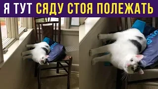 Приколы. Кот сел стоя полежать | Мемозг #211