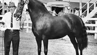The Original Morgan Horse