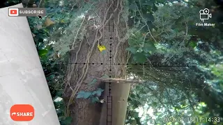 Grey squirrel feeder shooting 19/07/23