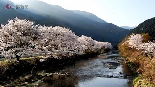【京都の桜】大原のサクラ（2022年4月10日　京都市左京区）