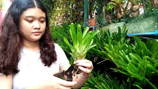 Matchstick Bromeliad Propagation | Elise Garden Plant Shop