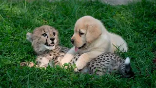 This dog and the cheetah met as children, two years later, they are still inseparable